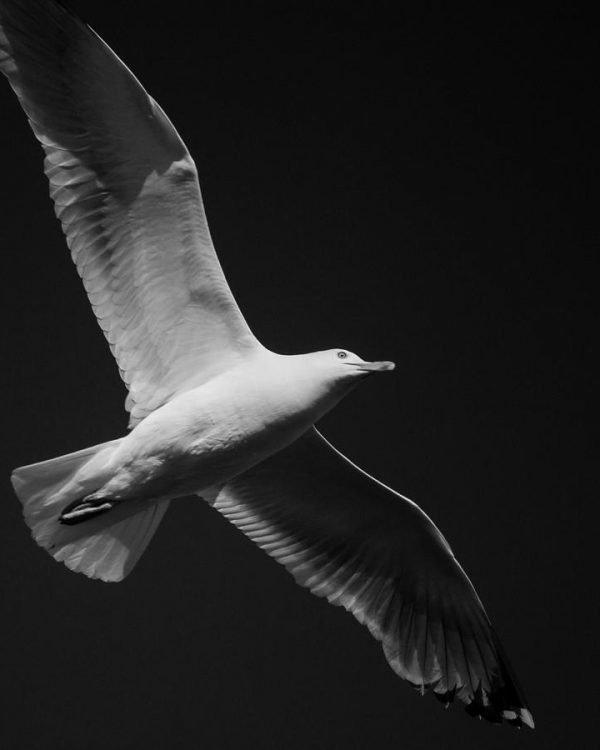 1-seagull-kirkodd-photography